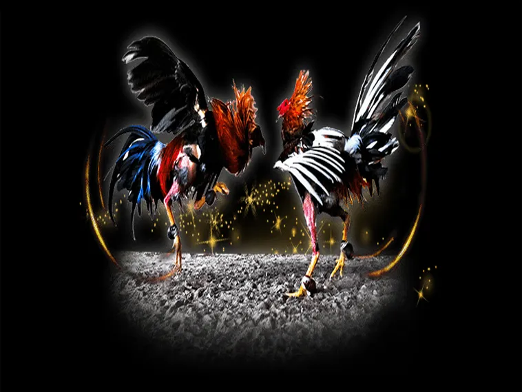 Hướng Dẫn Chơi Đá Gà Sabong Tại TK88 Như Một Chuyên Gia 1 Hướng Dẫn Chơi Đá Gà Sabong Tại TK88 Như Một Chuyên Gia