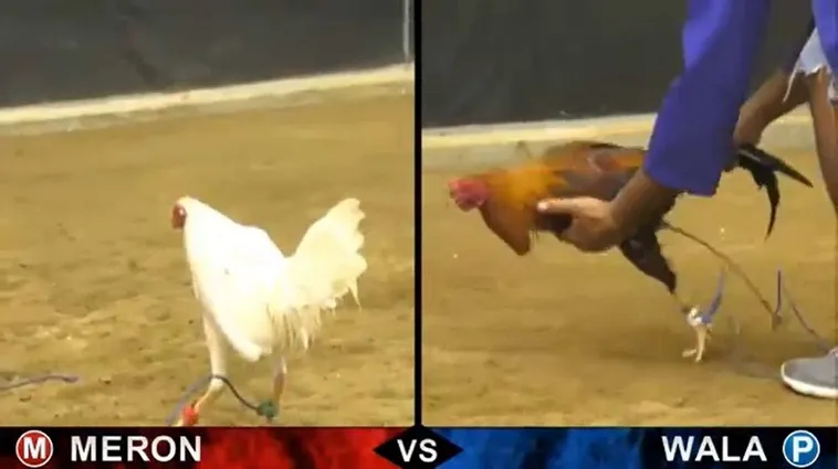 Hướng Dẫn Chơi Đá Gà Sabong Tại TK88 Như Một Chuyên Gia 2 Hướng Dẫn Chơi Đá Gà Sabong Tại TK88 Như Một Chuyên Gia